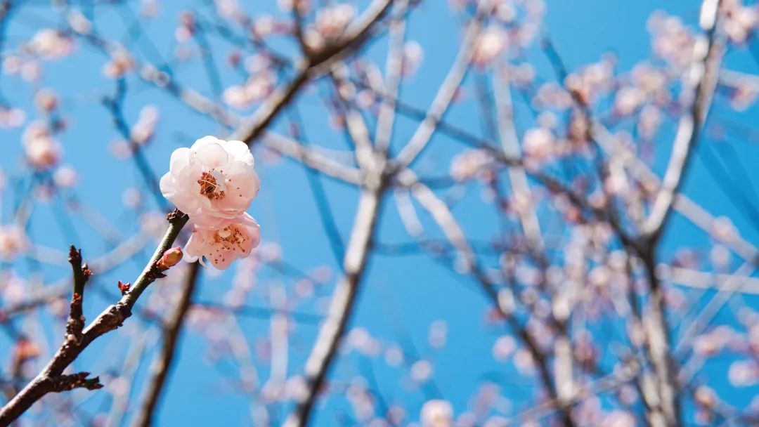 asiagame(中国区)官方网站